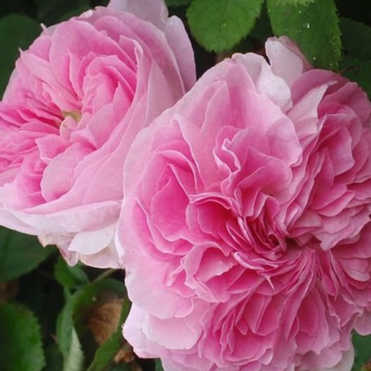 原料馆  天然纯露  大马士革玫瑰纯露                 原价